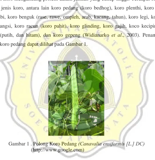 Gambar 1 . Polong Koro Pedang (Canavalia ensiformis [L.] DC)   (http://www.google.com) 