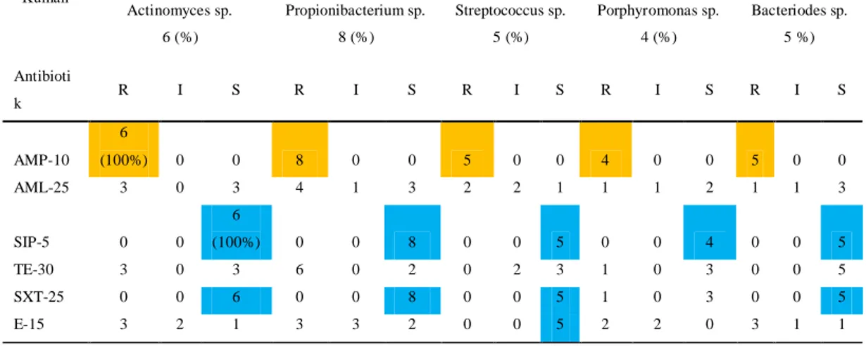Tabel 4.5 Hasil Uji Kepekaan 5 Bakteri Anaerob yang Ditemukan Pada Alveolitis   terhadap 6 Antibiotik 