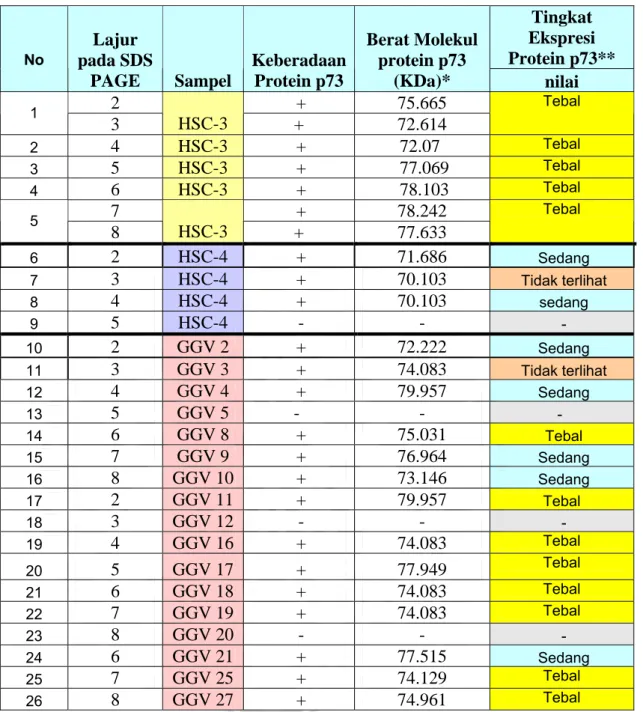 Tabel 5.1  Nilai Protein P73 dari Masing-Masing Sampel Protein  No  Tingkat  Ekspresi  Protein p73** Lajur  pada SDS  PAGE  Sampel  Keberadaan Protein p73  Berat Molekul protein p73 (KDa)*  nilai  2   +  75.665   1  3  HSC-3   +  72.614  Tebal  2  4  HSC-3