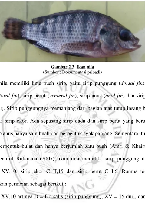 Gambar 2.3  Ikan nila   (Sumber : Dokumentasi pribadi) 