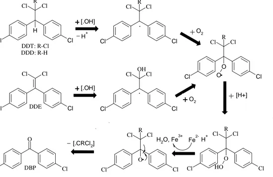 Gambar 2.6 Mekanisme penyerangan radikal hidroksil dari reaksi Fenton (Purnomo dkk., 2008).