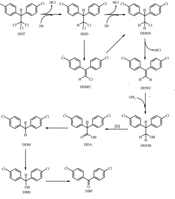 Gambar 2.11 Jalur metabolisme DDT oleh bakteri melalui deklorinasi reduktif yang diusulkan (Aislabie dkk, 1997).