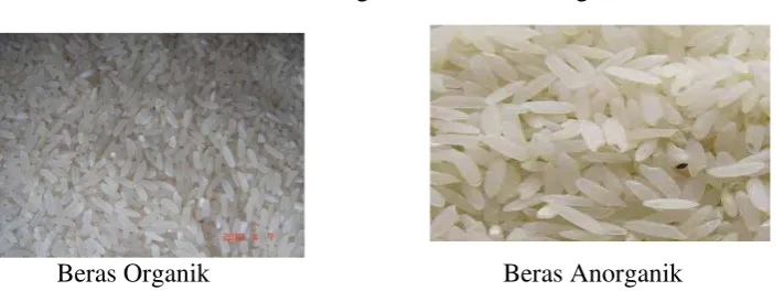 Gambar 1. Perbedaan fisik beras organik dan beras anorganik 