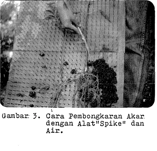 Gambar. 3. i Cara Pembongkaran Akar 
