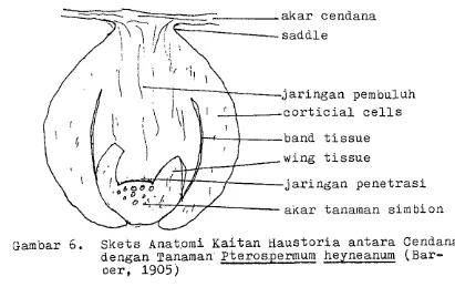 Gambar 6. Skets Anatomi Kaitan Haustoria a n t a r a  Cendana dengan Tanaman Pterospermum hegneanum (Bar- 