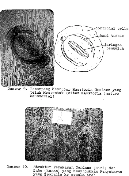 Gambar 10. S t r u k t u r  Perakaran Cendana (klri) dan Cabe (kanan) yang Menunjukkan Penye baran 