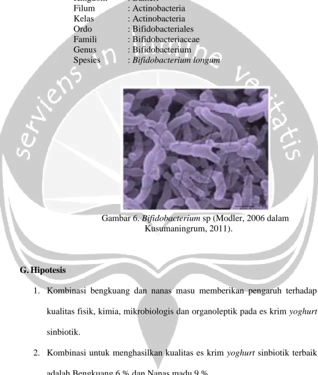Gambar 6. Bifidobacterium sp (Modler, 2006 dalam  Kusumaningrum, 2011).  