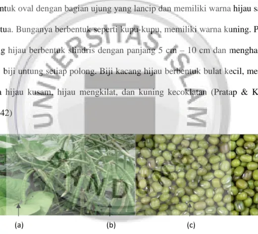 Gambar 1.1 Biji Kacang Hijau (Rukmana, 1997) KETERANGAN : (a). daun, (b.) buah, (c). biji