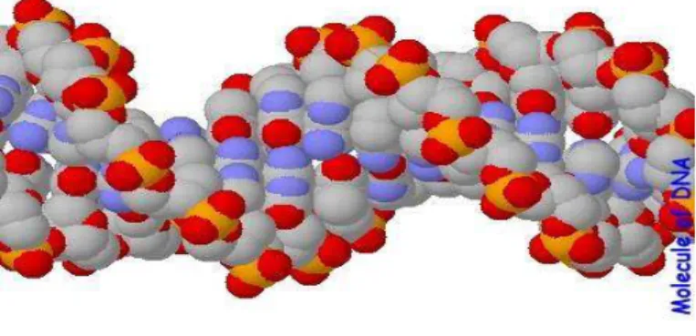 Gambar 3. Molekul DNA 