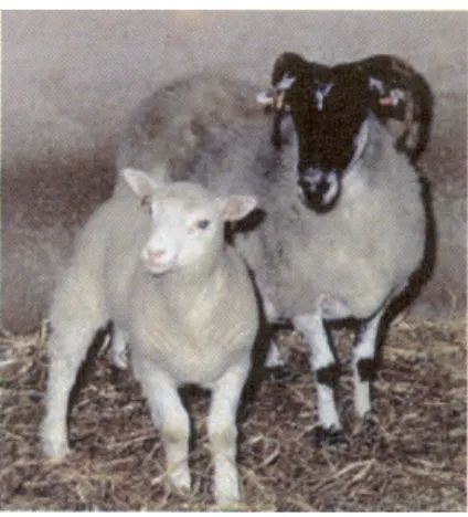 Gambar 7. hasil cloning domba  3. Komputer DNA 