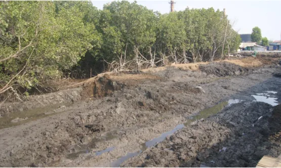 Gambar 6. Lingkungan di sekitar mangrove yang diperbaiki stasiun 8 