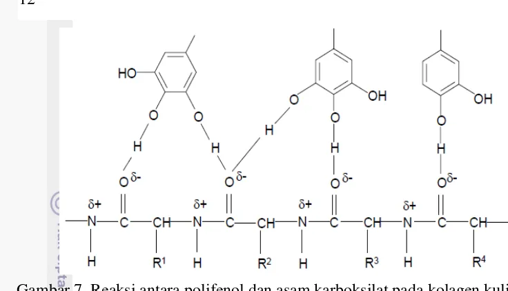 Gambar 7. Reaksi antara polifenol dan asam karboksilat pada kolagen kulit 