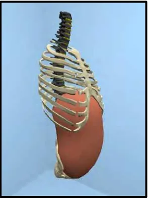 Figure 2.3: Rib-cage from the breathing animation. 