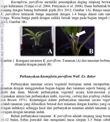 Gambar 1  Keragaan tanaman  K. parviflora. Tanaman (A) dan tanaman berbunga 