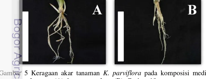 Gambar 5 Keragaan akar tanaman  K. parviflora pada komposisi media tanam 