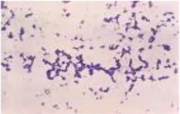 Gambar 4  Morfologi bakteri S. aureus hasil pewarnaan Gram 