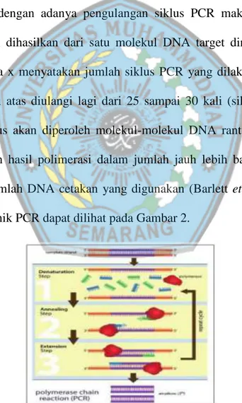 Gambar 2. Tahapan dalam Teknik PCR (Barlett et al. 2003) 