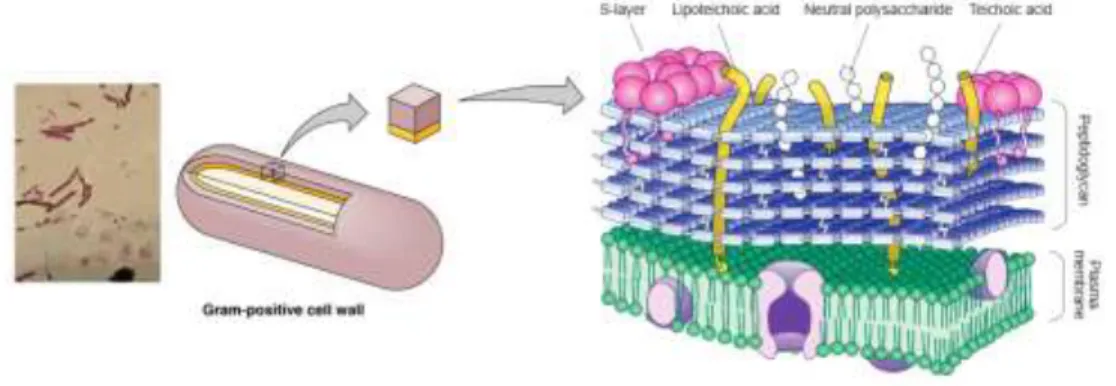 Gambar 1. Struktur dinding sel bakteri Gram positif 