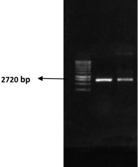 Gambar 2.  Elektroforesis hasil amplifikasi gen 23S rRNA sampel S. Aureus  menggunakan agarose 1,5% berturut-turut M (marker), SS (susu  sapi)dan SK (susu kambing) 