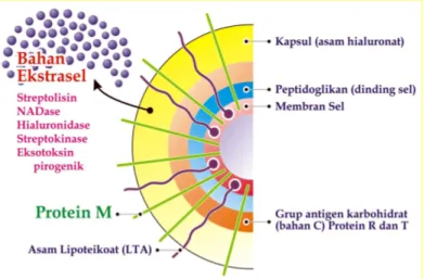 Gambar  1 : Diagram faktor virulensi S. pyogenes (Todar, 2002) 