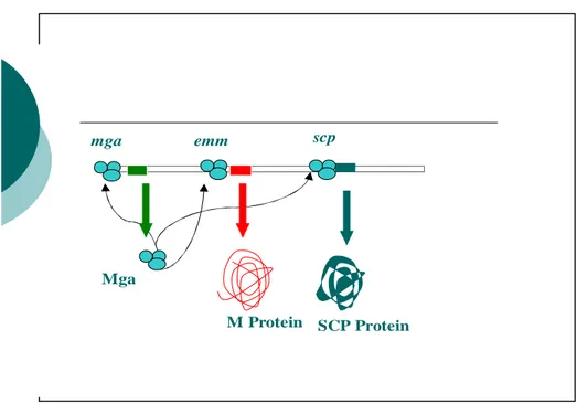 Gambar  2.  :  Interaksi  antara  protein  Mga  dengan  situs  activator  gen  emm   (Retnoningrum, 2000) 