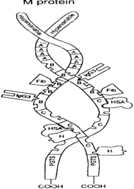Gambar 3 : Struktur Protein M S. pyogenes (Cleary and Retnoningrum, 1994) 
