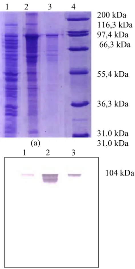 Gambar 2. Elektroforegram protein fusi MBP-Mga  yang diproduksi dari E. coli pMALMga. 