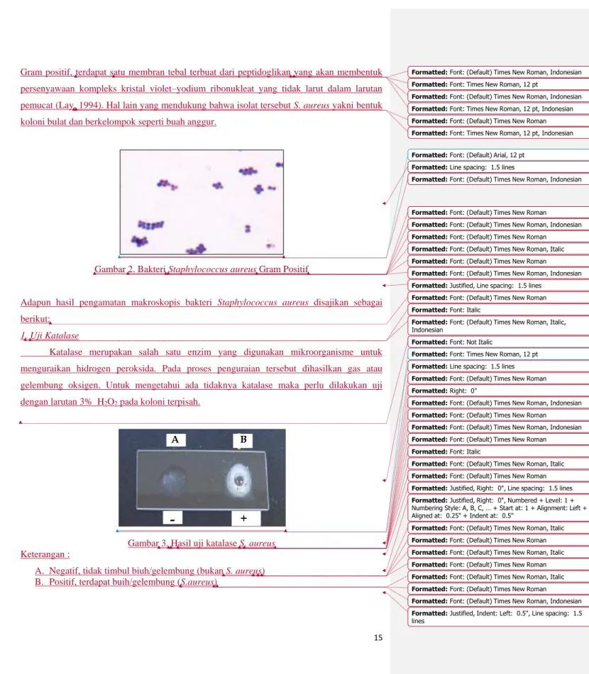 Gambar 2. Bakteri Staphylococcus aureus Gram Positif 