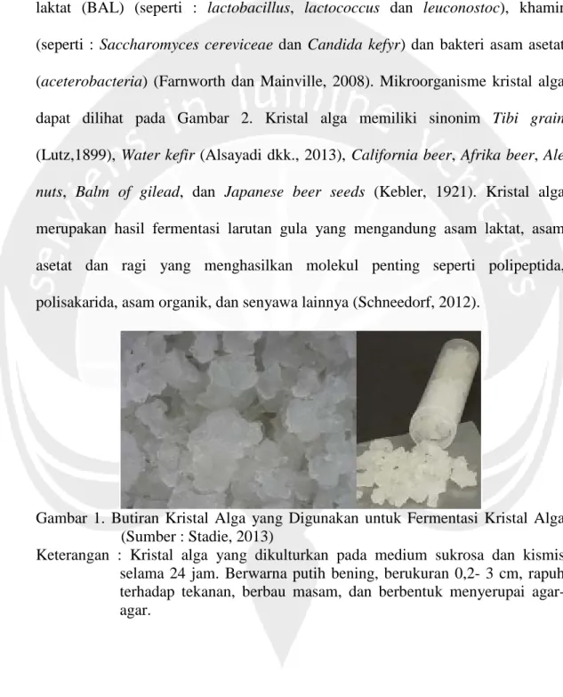 Gambar 1. Butiran Kristal Alga yang Digunakan untuk Fermentasi  Kristal  Alga  (Sumber : Stadie, 2013) 