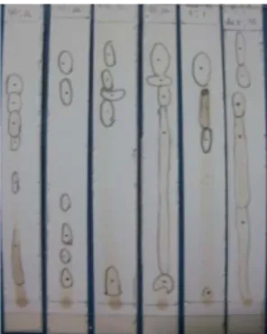 Gambar 7  Profil kromatogram fraksi air daun  salam dengan berbagai eluen  tunggal diamati dengan lampu UV  pada panjang gelombang 254 dan  366 nm : kloroform (1), n-butanol  (2), etil asetat (3), etanol (4),  metanol (5), aseton (6), dan air (7)