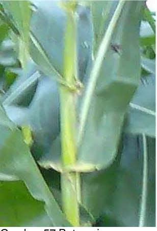 Gambar 57 Batang jagung