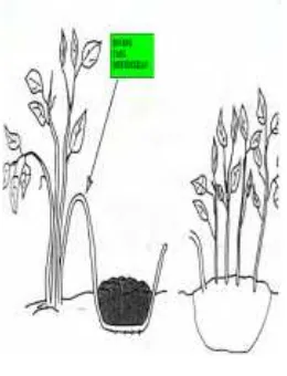 Gambar 95 Teknikperbanyakan tanaman dengan runduk 