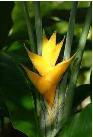 Gambar 2 Bunga heliconia.
