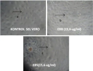 Gambar 2. gambaran morfologi sel Vero karena perlakuan ekstrak bawang sabrang (EBS), ekstrak benalu  belimbing  (EBB),  pada  sel  normal  Vero  dengan  metode  reduksi  MTT