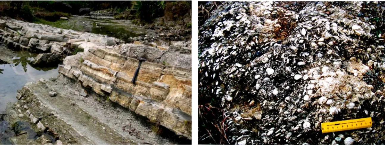 Gambar 6. Contoh batuan sedimen, batupasir dengan struktur perlapisan (kiri) dan   batugamping dengan fosil Numulites (kanan) 