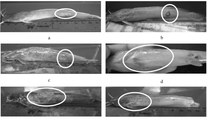 Gambar  4.  Gejala  klinis  pada  ikan  lele  (Clarias  sp.)  pasca  infeksi.  Radang  pada  jam  ketujuh  perlakuan  A  ulangan  kedua  (a),  hemoragi  pada  hari  pertama  perlakuan  K+  ulangan  ketiga  (b),  tukak  pada  hari  kedua  perlakuan B ulanga