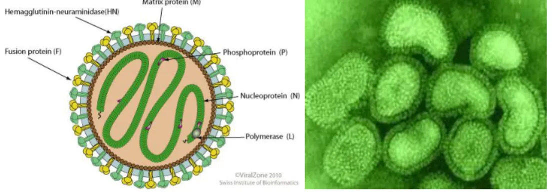 Gambar 1. Morfologi virus Newcastle Disease (kiri) (Sumber: viralzone . expasy .  org,  2010)  dan  penampakan  virus  Newcastle  Disease  melalui  mikroskop elektron (kanan) (Sumber : www.stanford.edu/group/virus,       1999) 