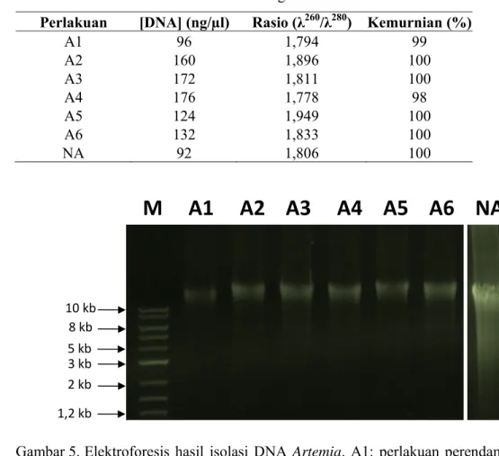 Tabel 5. Konsentrasi dan kemurnian DNA genom hasil isolasi dari Artemia  Perlakuan  [DNA] (ng/µl)  Rasio (λ 260 /λ 280 ) Kemurnian  (%) 