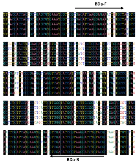 Gambar 8. Alignment sekuen parsial β-aktin  Daphnia magna (no. Aksesi Bank  Gen: AJ292554.1) dan beberapan sekuen β-aktin Daphnia pulex (no