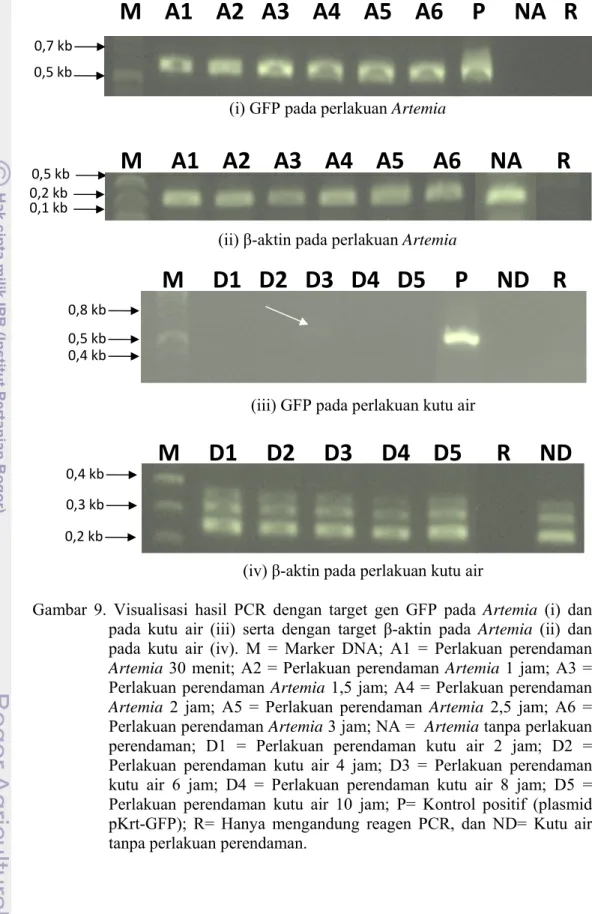 Gambar 9. Visualisasi hasil PCR dengan target gen GFP pada Artemia (i) dan  pada kutu air (iii) serta dengan target β-aktin pada Artemia (ii) dan  pada kutu air (iv)