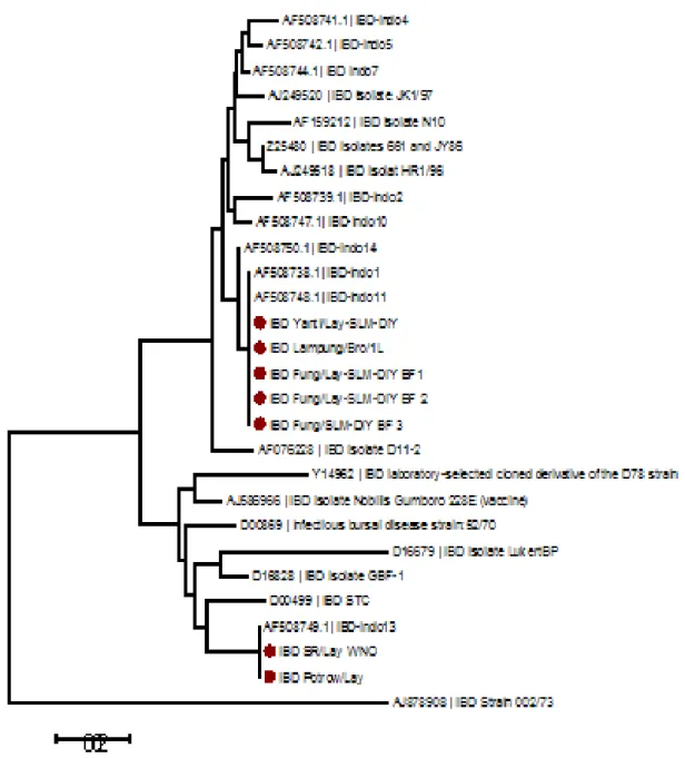 Gambar 3 Pohon kekerabatan fragmen gen VP­2 virus IBD, dikonstruksi dengan Neighbor­Joining tree program  MEGA-6 dengan boostrap 1000 kali, serta dirunut dari virus IBD 002/73 yang merupakan virus Australian  strain