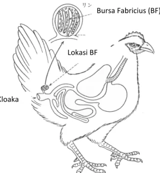 Gambar 1. Bursa Fabricius sebagai tempat perkembangan sel limfosit B   (Sumber  :  http://teaching.path.cam.ac.uk/part IB pract/P05) 