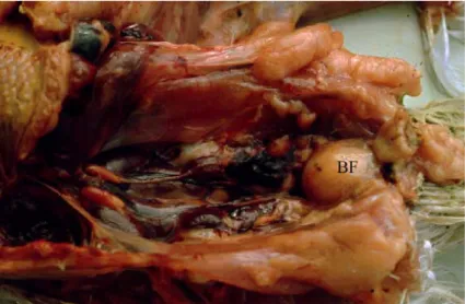 Gambar 3. Bursa Fabricius mengalami atrofi akibat infeksi kronis virus IBD   (Sumber : http://www.fmv.utl.pt/atlas/orglinfo/orglinfo_001.htm) 