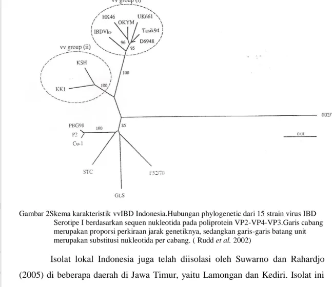 Gambar 2Skema karakteristik vvIBD Indonesia.Hubungan phylogenetic dari 15 strain virus IBD  Serotipe I berdasarkan sequen nukleotida pada poliprotein VP2-VP4-VP3.Garis cabang  merupakan proporsi perkiraan jarak genetiknya, sedangkan garis-garis batang unit