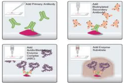 Gambar 4Skema imunohistokimia tak langsung dengan metode ABC (Avidin Biotin Complex),  ( Vector Laboratories, 2010) 