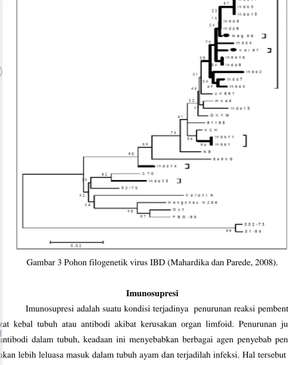 Gambar 3 Pohon filogenetik virus IBD (Mahardika dan Parede, 2008). 
