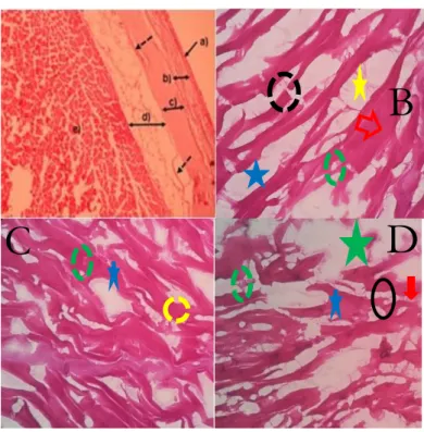 Gambar 2. Morfologi otot  A. Otot normal: a) epidermis, b) Stratum spongiosum, c). stratum  compactum, d) jaringan lemak, e