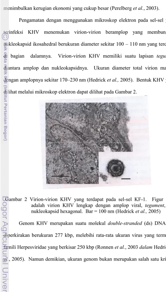 Gambar  2 Virion-virion  KHV  yang  terdapat  pada  sel-sel  KF-1.    Figur inset adalah virion  KHV  lengkap  dengan  amplop  viral, tegument,  dan nukleokapsid hexagonal
