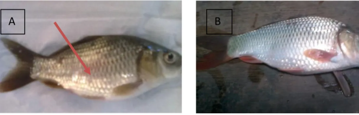 Gambar    2  :    Pertambahan  bobot  tubuh  ikan   Mas  (Cyprinus  carpio  L)    (%)  selama perlakuan 
