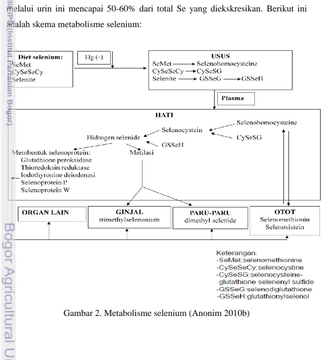 Gambar 2. Metabolisme selenium (Anonim 2010b) 